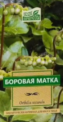 Боровая матка (ортилия однобокая)