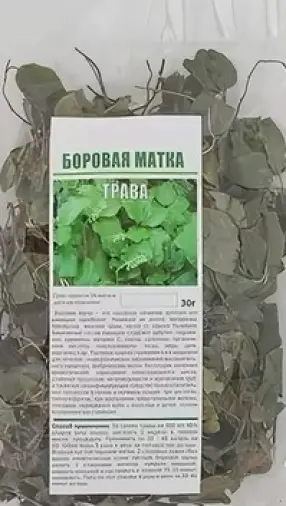 Боровая матка (ортилия однобокая)