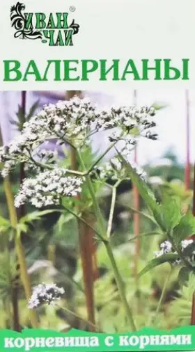 Корневища с корнями валерианы