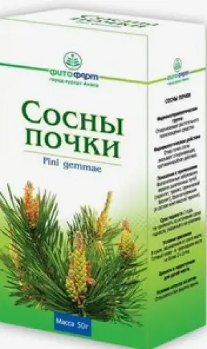 Почки сосны